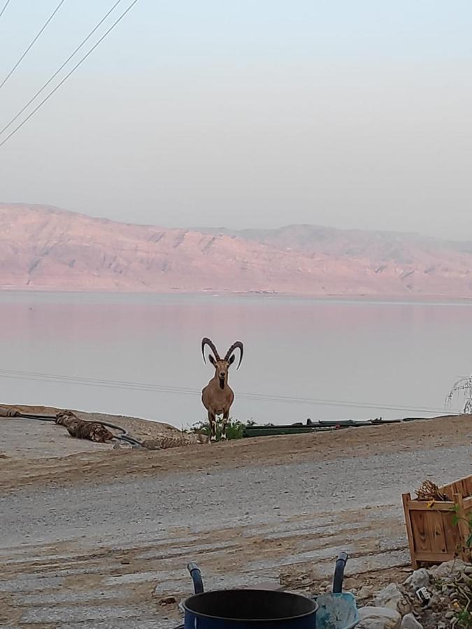 Ein Gedi Caravan By Dory Caravan Luaran gambar